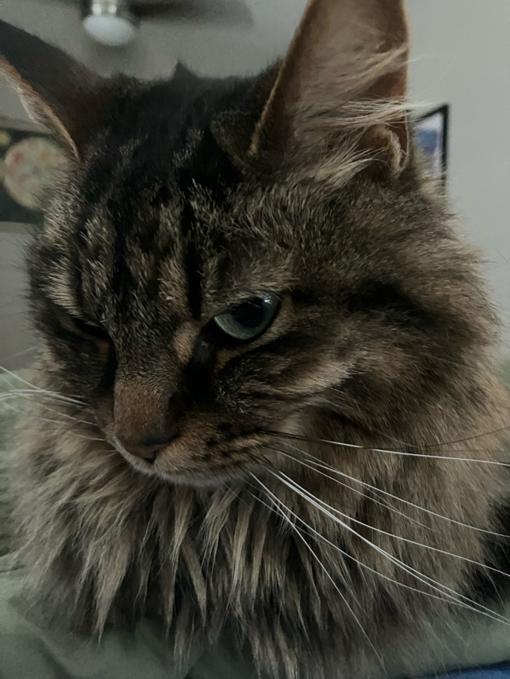 Meet your Posher, Maggie